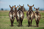 Waterbuck (Kobus ellipsiprymnus) females, Chobe National Park, Botswana