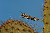 Small Painted Locust (Schistocerca literosa) on cactus spines, Puerto Ayora, Santa Cruz Island, Galapagos Islands, Ecuador