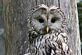 Ural Owl (Strix uralensis), Czech Republic