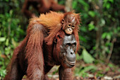 Orangutan (Pongo pygmaeus) baby riding on motheras back, Camp Leakey, Tanjung Puting National Park, Borneo, Indonesia