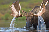 Alaska Moose (Alces alces gigas) sub-adult bull with antlers shedding velvet feeding in tundra pond, Denali National Park, Alaska