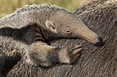 Giant Anteater (Myrmecophaga tridactyla) young on motheras back, native to South America