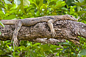 Common Water Monitor (Varanus salvator) resting on branch, Kinabatangan River, Malaysia