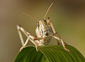 Desert Locust (Schistocerca gregaria), England
