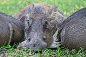 Warthog (Phacochoerus sp) trio, Gorongosa National Park, Mozambique