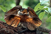 Frilled Lizard (Chlamydosaurus kingii) with frill raised and mouth open in defensive posture on tree log, Australia