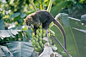 White-nosed Coati (Nasua narica) stealing banana from a tree, rainforest, Costa Rica