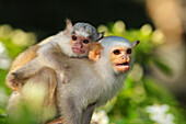 Silvery Marmoset (Callithrix argentata) mother carrying young, native to Brazil