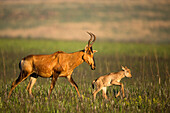 Common Hartebeest (Alcelaphus buselaphus) female walking with calf, Rietvlei Nature Reserve, Gauteng, South Africa