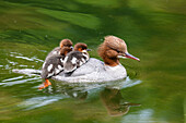 Common Merganser (Mergus merganser) mother carrying chicks on water, Upper Bavaria, Germany