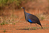 Vulturine Guineafowl (Acryllium vulturinum), Samburu, Kenya