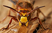 European Hornet (Vespa crabro) drinking, Sussex, England