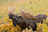 Moose (Alces alces) bull lip-curling, Denali National Park, Alaska