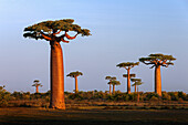 Grandidier’s Baobab (Adansonia grandidieri) trees, Morondava, Madagascar