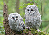 Tawny Owl (Strix aluco) chicks, Hof Van Twente, Netherlands
