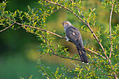 Common Cuckoo (Cuculus canorus), Saxony-Anhalt, Germany