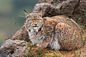 Eurasian Lynx (Lynx lynx), native to Europe and Asia