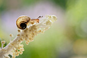 Brown Lipped Snail (Cepaea nemoralis) juvenile on flower, Zuid-Holland, Netherlands