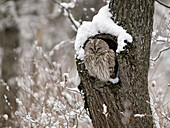 Ural Owl (Strix uralensis) sleeping, Hokkaido, Japan