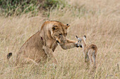 African Lion (Panthera leo) female pawing Kob (Kobus kob) calf, Queen Elizabeth National Park, Uganda