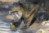 Chacma Baboon (Papio ursinus) juvenile male drinking, Chobe River, Chobe National Park, Botswana