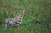 Serval (Leptailurus serval) male, Masai Mara, Kenya