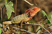 Changeable Lizard (Calotes versicolor), Agumbe Rainforest Research Station, Western Ghats, India