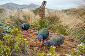 Takahe (Porphyrio hochstetteri) family in large breeding pen, Burwood Breeding Center, New Zealand