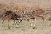 Chital (Axis axis) males sparring, Satpura National Park, India