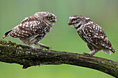 Little Owl (Athene noctua) parent and chick, Belgium