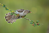 Common Cuckoo (Cuculus canorus), Amsterdam, Netherlands