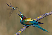 European Bee-eater (Merops apiaster) throwing up dragonfly prey to realigning it for swallowing, Montaperti, Italy