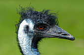 Emu (Dromaius novaehollandiae), Germany