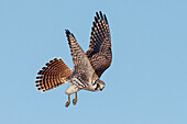 American Kestrel (Falco sparverius) female flying, Texas