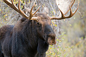 Moose (Alces alces shirasi) bull, Grand Teton National Park, Wyoming