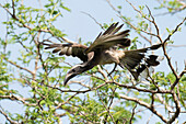 African Grey Hornbill (Tockus nasutus) male flying, Fajara, Gambia