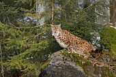 Eurasian Lynx (Lynx lynx), Bavarian Forest National Park, Bavaria, Germany