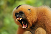 Buff-cheeked Gibbon (Nomascus gabriellae) female in defensive posture, Phnom Tamao Wildlife Rescue Center, Cambodia