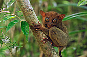 Philippine Tarsier (Tarsius syrichta), Philippine Tarsier and Wildlife Sanctuary, Bohol Island, Philippines