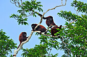 Red Howler Monkey (Alouatta seniculus) group, Tambopata-Candamo Nature Reserve, Peru