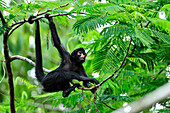 Black-faced Spider Monkey (Ateles chamek) juvenile, Tambopata-Candamo Nature Reserve, Peru