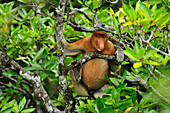 Proboscis Monkey (Nasalis larvatus) male, Bako National Park, Sarawak, Borneo, Malaysia