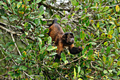 Brown Capuchin (Cebus apella) feeding on fruit, Mamiraua Reserve, Amazon, Brazil