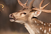 Chital (Axis axis) male, Gir Forest, India