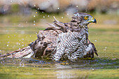 Northern Goshawk (Accipiter gentilis) female bathing in stream, Koros-Maros National Park, Hungary