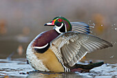 Wood Duck (Aix sponsa) drake stretching wings, central Montana