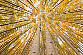 Quaking Aspen (Populus tremuloides) trees in autumn, Rocky Mountains, Colorado
