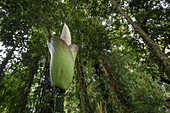 Giant Voodoo Lily (Amorphophallus hewittii) inflorescence in lowland rainforest, Mulu National Park, Sarawak, Borneo, Malaysia