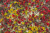 Tundra vegetation and berries in autumn, Dempster Highway, Yukon, Canada