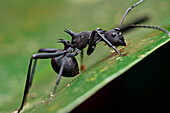 Spiny Ant (Polyrhachis armata), Angkor Wat, Cambodia